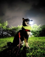 まるでポケモン！？夜のお散歩中に大技「はかいこうせん」を放つ黒柴