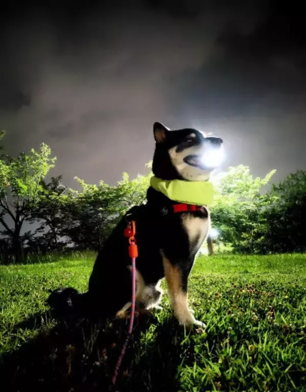 まるでポケモン！？夜のお散歩中に大技「はかいこうせん」を放つ黒柴
