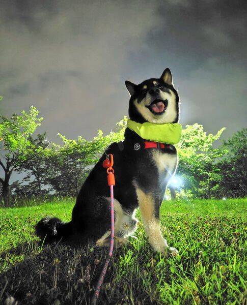 まるでポケモン！？夜のお散歩中に大技「はかいこうせん」を放つ黒柴