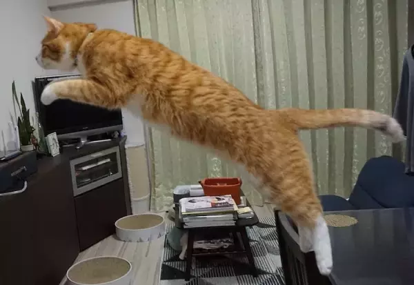 「PUNYA誕生？茶トラ猫カイちゃんのPUMA風ポーズが話題」の画像