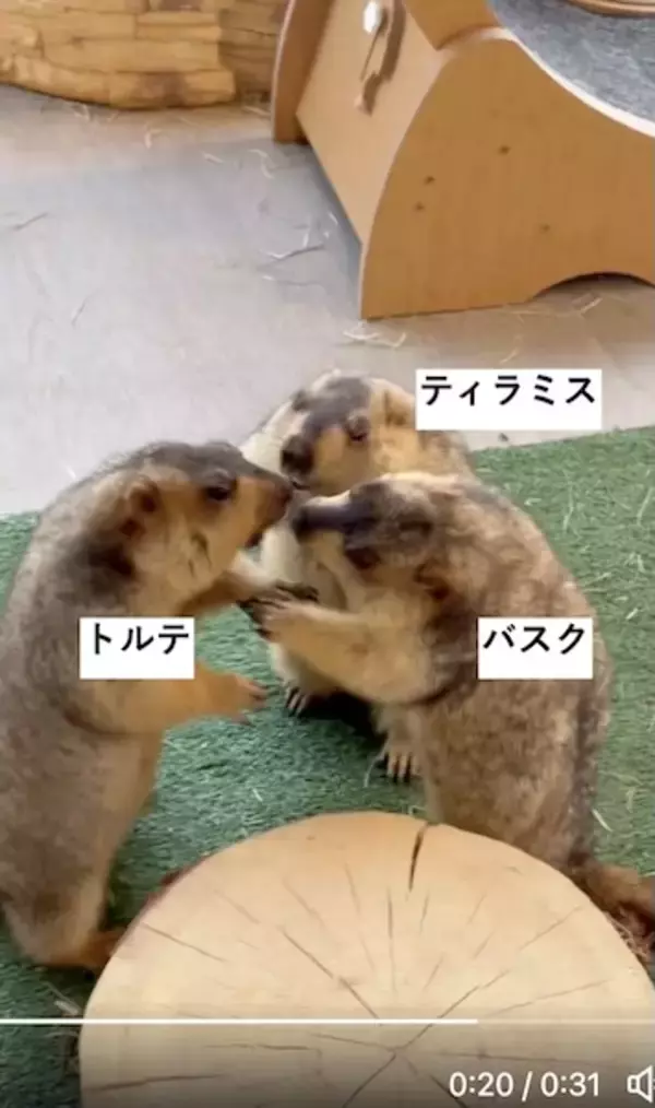 マーモットのケンカごっこ動画が話題　仲裁に入った1匹がまさかの被害者に