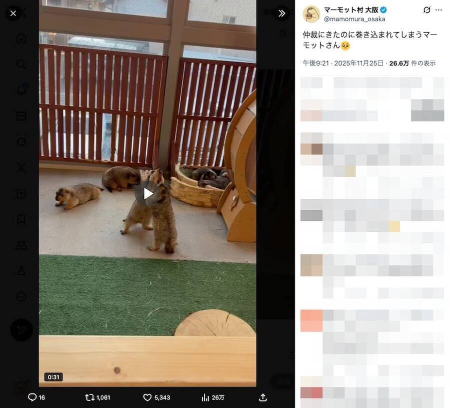 マーモットのケンカごっこ動画が話題　仲裁に入った1匹がまさかの被害者に