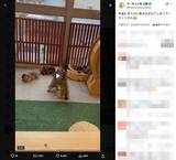 「マーモットのケンカごっこ動画が話題　仲裁に入った1匹がまさかの被害者に」の画像2