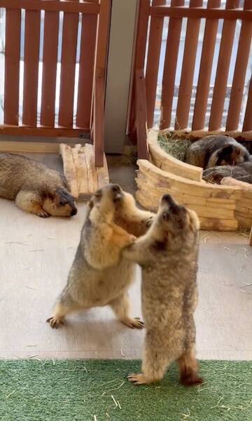 マーモットのケンカごっこ動画が話題　仲裁に入った1匹がまさかの被害者に