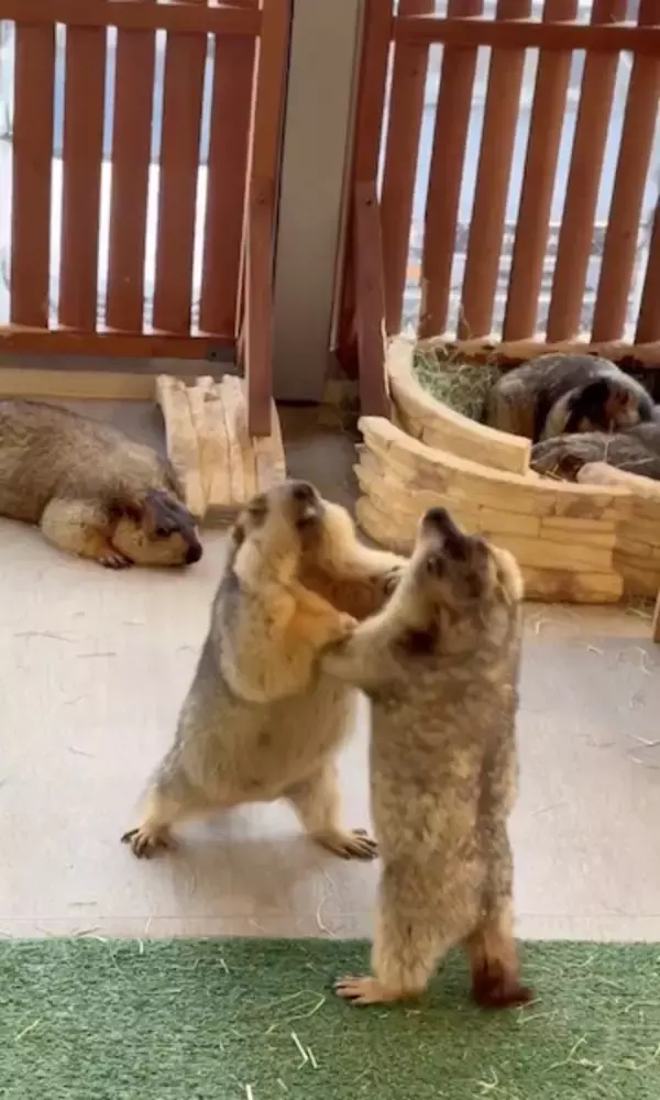 「マーモットのケンカごっこ動画が話題　仲裁に入った1匹がまさかの被害者に」の画像