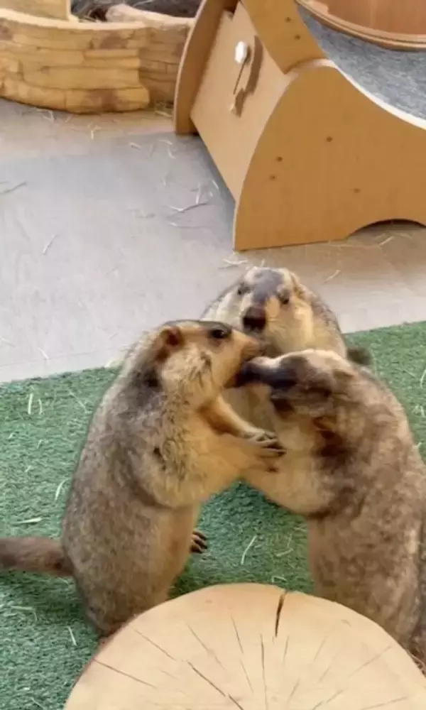 「マーモットのケンカごっこ動画が話題　仲裁に入った1匹がまさかの被害者に」の画像