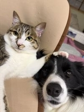 この事件の真相は⋯⋯とあるお家に暮らす猫と犬“解決編”のような2ショット