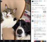 「この事件の真相は……とあるお家に暮らす猫と犬“解決編”のような2ショット」の画像2