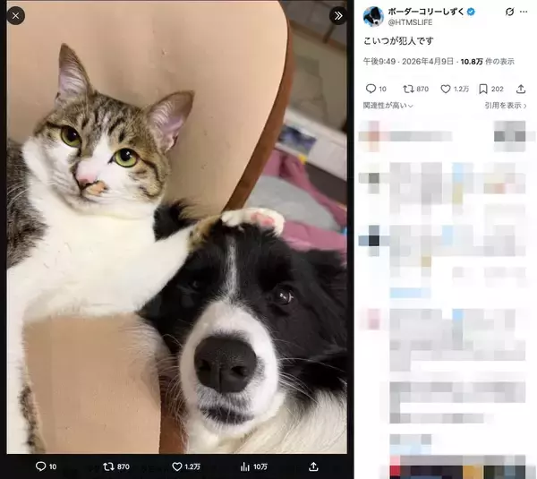 「この事件の真相は……とあるお家に暮らす猫と犬“解決編”のような2ショット」の画像