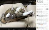 「後ろ足を揃えてピーン！独特な伸び方をする“美脚”猫ちゃんに13万いいね」の画像2
