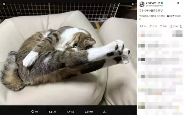 「後ろ足を揃えてピーン！独特な伸び方をする“美脚”猫ちゃんに13万いいね」の画像