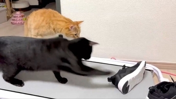 【へっぴり腰ファイト】スニーカーにビビりながら戦い挑む猫がかわいすぎる