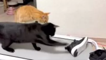【へっぴり腰ファイト】スニーカーにビビりながら戦い挑む猫がかわいすぎる