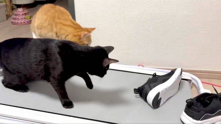 【へっぴり腰ファイト】スニーカーにビビりながら戦い挑む猫がかわいすぎる