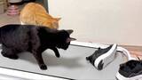 「【へっぴり腰ファイト】スニーカーにビビりながら戦い挑む猫がかわいすぎる」の画像2