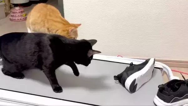 「【へっぴり腰ファイト】スニーカーにビビりながら戦い挑む猫がかわいすぎる」の画像