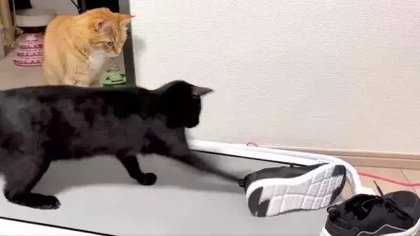 「【へっぴり腰ファイト】スニーカーにビビりながら戦い挑む猫がかわいすぎる」の画像
