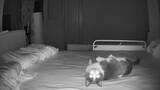 「ポルターガイスト現象の正体は愛猫　ベッドの上で大暴れ」の画像1