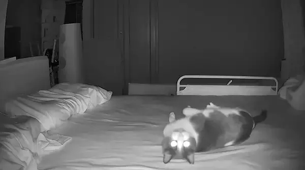 ポルターガイスト現象の正体は愛猫　ベッドの上で大暴れ