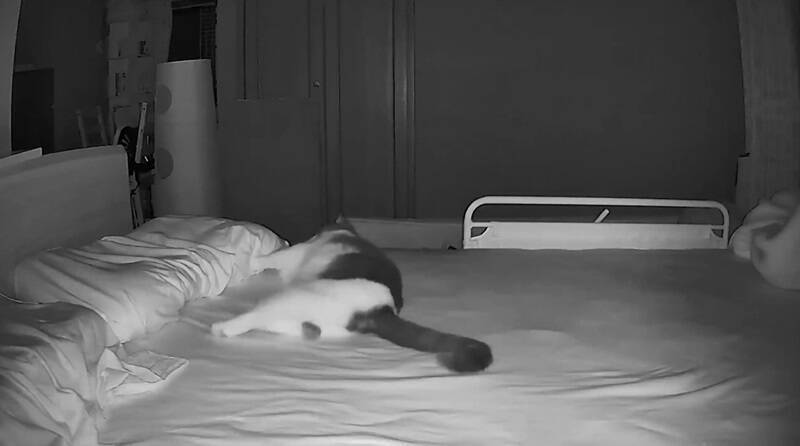 ポルターガイスト現象の正体は愛猫　ベッドの上で大暴れ