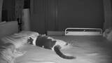 「ポルターガイスト現象の正体は愛猫　ベッドの上で大暴れ」の画像3