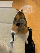 「あんた、本当に猫なのかい！？」　ソファの肘掛けで完全なる脱力を見せる猫