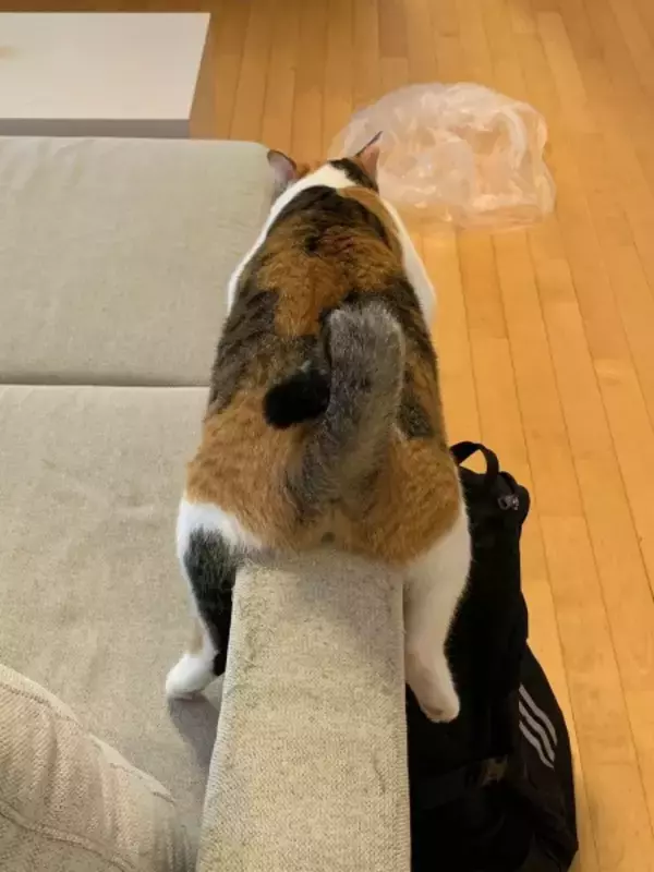 「あんた、本当に猫なのかい！？」　ソファの肘掛けで完全なる脱力を見せる猫