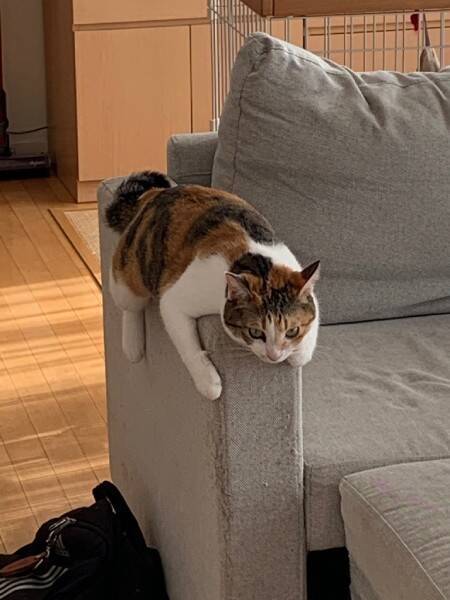 「あんた、本当に猫なのかい！？」　ソファの肘掛けで完全なる脱力を見せる猫
