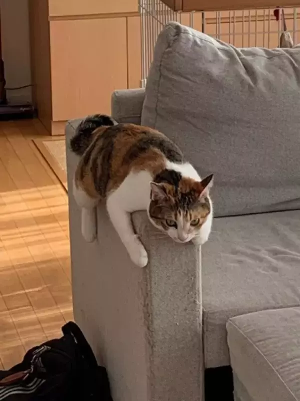 「「あんた、本当に猫なのかい！？」　ソファの肘掛けで完全なる脱力を見せる猫」の画像