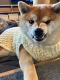 「愛情たっぷりの手編みニットなのに……柴犬が見せた「ムキ顔」に爆笑」の画像1