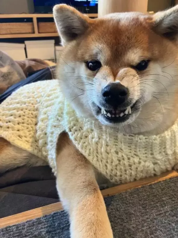 愛情たっぷりの手編みニットなのに……柴犬が見せた「ムキ顔」に爆笑