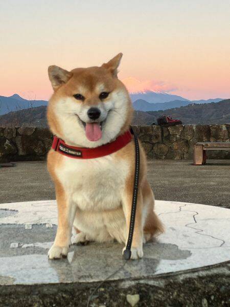 愛情たっぷりの手編みニットなのに……柴犬が見せた「ムキ顔」に爆笑