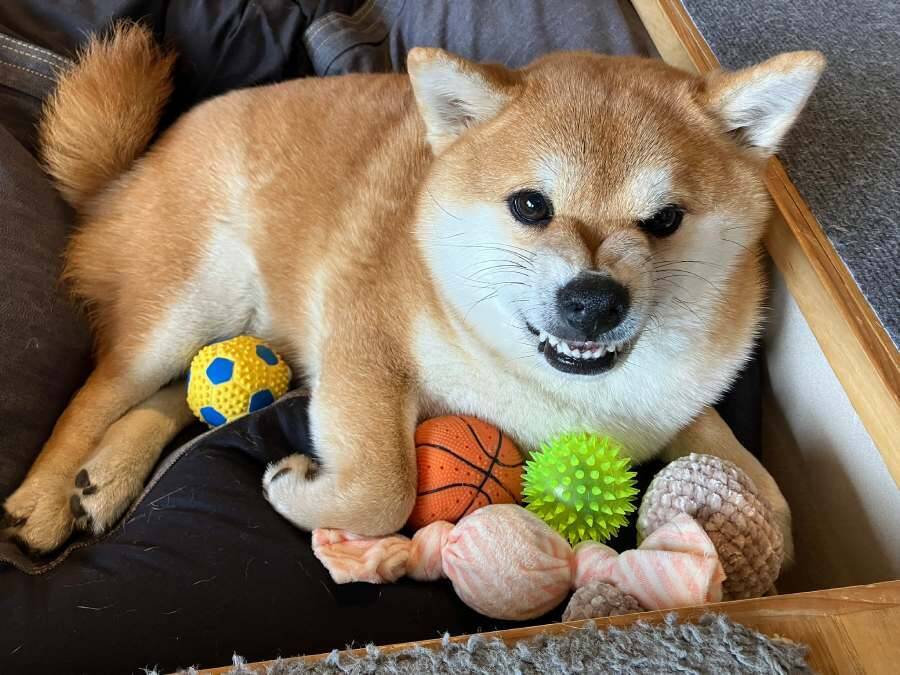 愛情たっぷりの手編みニットなのに……柴犬が見せた「ムキ顔」に爆笑