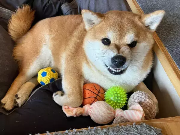 「愛情たっぷりの手編みニットなのに……柴犬が見せた「ムキ顔」に爆笑」の画像