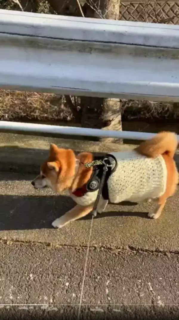 「愛情たっぷりの手編みニットなのに……柴犬が見せた「ムキ顔」に爆笑」の画像