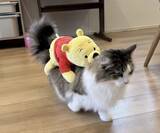 「一般家庭に現れた「ねこバス」が話題　乗客は1人、でも手は抜かない……」の画像1