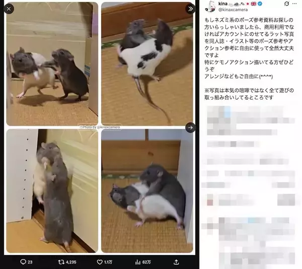 「ラット同士で格闘“チュウ”！漫画のような高速バトルが話題」の画像