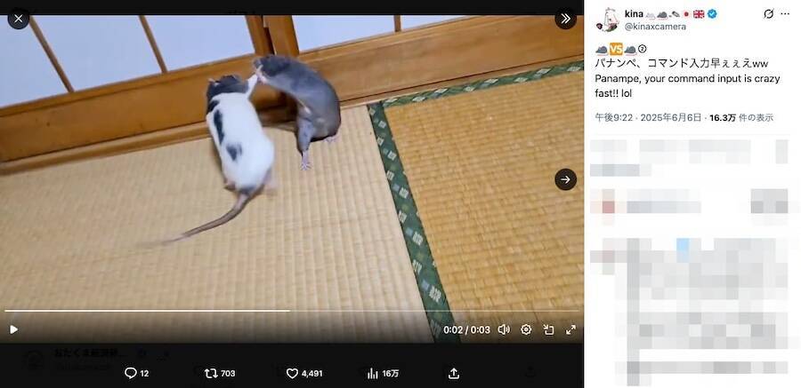 ラット同士で格闘“チュウ”！漫画のような高速バトルが話題