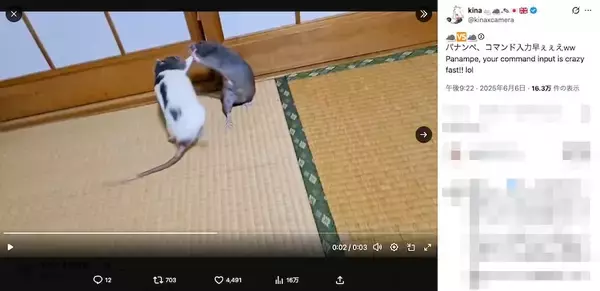 「ラット同士で格闘“チュウ”！漫画のような高速バトルが話題」の画像
