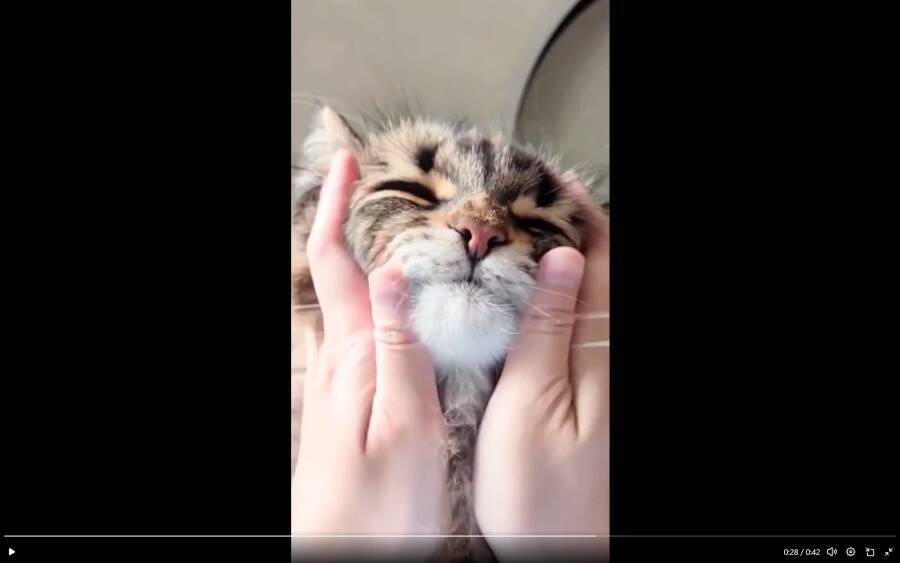 猫を両手でもふもふする主観動画、どうやって撮ってるの？そこには飼い主の涙ぐましい執念があった