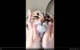 「猫を両手でもふもふする主観動画、どうやって撮ってるの？そこには飼い主の涙ぐましい執念があった」の画像4