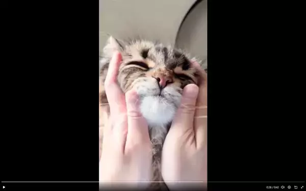 「猫を両手でもふもふする主観動画、どうやって撮ってるの？そこには飼い主の涙ぐましい執念があった」の画像