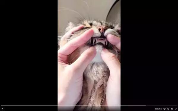 「猫を両手でもふもふする主観動画、どうやって撮ってるの？そこには飼い主の涙ぐましい執念があった」の画像