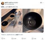 「たった1つのお薬見抜く名探偵犬！ 飼い主さんをあえて泳がせる策士っぷりも？」の画像1