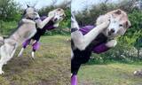 「まるで格闘ゲームの一コマ！？カウンターパンチで見事に吹っ飛ぶワンちゃん」の画像1