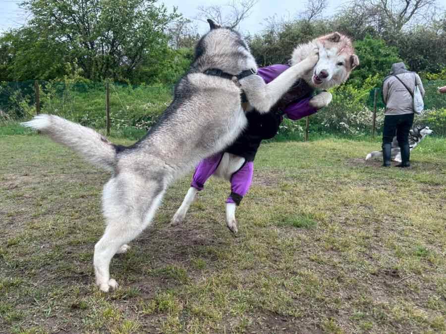 まるで格闘ゲームの一コマ！？カウンターパンチで見事に吹っ飛ぶワンちゃん