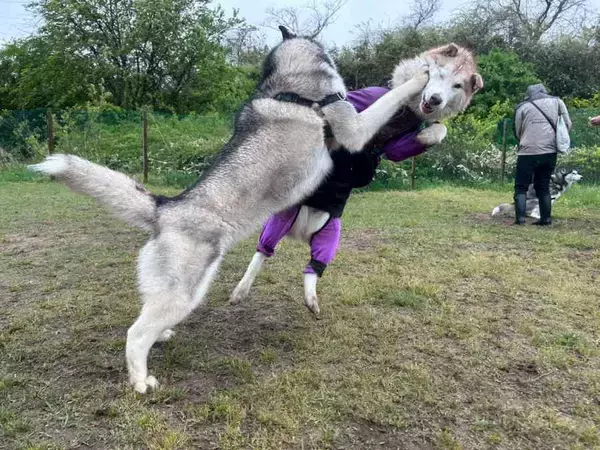「まるで格闘ゲームの一コマ！？カウンターパンチで見事に吹っ飛ぶワンちゃん」の画像