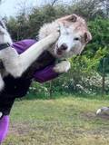 「まるで格闘ゲームの一コマ！？カウンターパンチで見事に吹っ飛ぶワンちゃん」の画像3