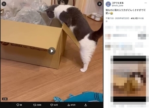 どんくさすぎて愛おしい…箱に入れない猫のドジかわ動画が話題