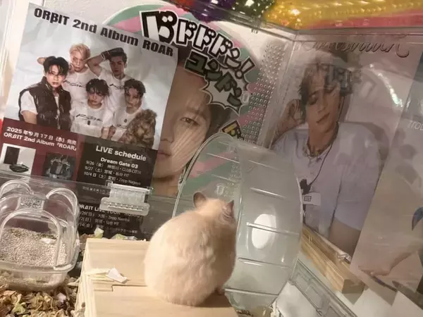 「ここに入るために生まれてきた？芯にジャストフィットなハムスター」の画像